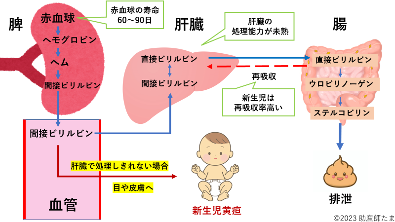 新生児はどれくらいの頻度でうんちをするべきですか？